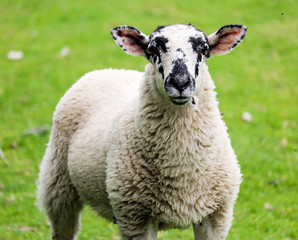 Young sheep with black spots alone in green grass facing forward