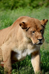 Fototapeta na wymiar lion animal female zoo