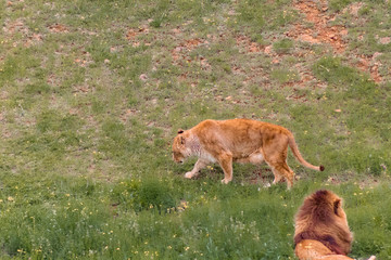 a family of lions walking and resting in their green grass enclosure