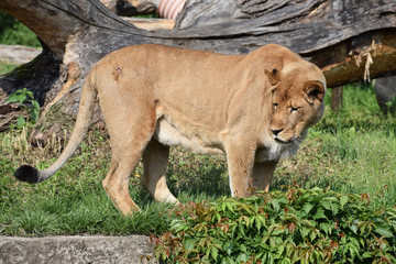 lion animal female zoo