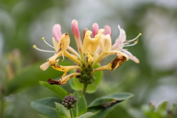Honeysuckle