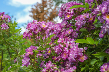 Crepe Myrtle