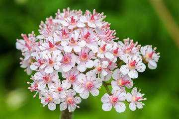 Indian Rhubard