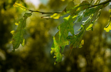 Oak leaves. Branch with green leaves. Oak branch. Backlight. Sunshine.