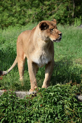 lion animal female zoo
