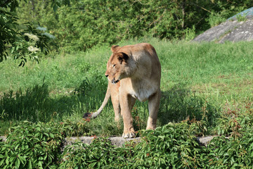 lion animal female zoo