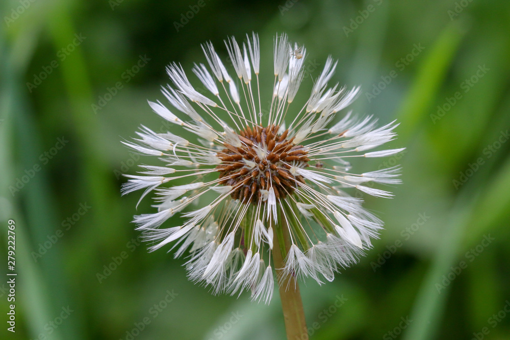 Wall mural dandelion