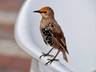 Juvenile Starling 