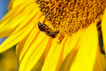 Sunflower natural background. Sunflower blooming. Close-up of sunflower