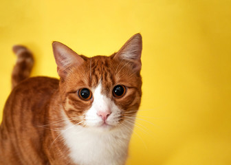 Cute red striped cat on a yellow background looks with a surprise look