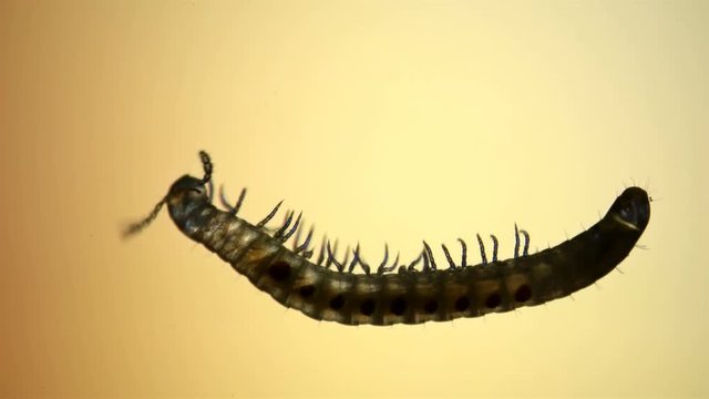 Diplopoda Millipede under a microscope, family Blaniulidae, squad Julida, has spots with poisonous glands on its sides in order to protect, coil in danger, some species are pests of crops, it does not