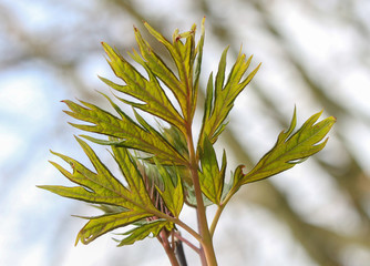 Australian Silky Oak