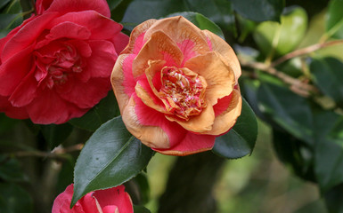 Obraz premium Camelia