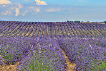 Plakat lavender field in provence france