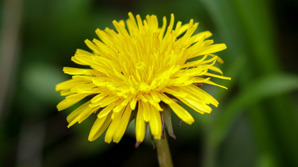 Dandelion