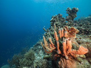 Seascape of coral reef in the Caribbean Sea around Curacao with coral and sponge