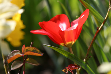 Three Colour Harlequin