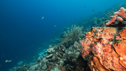 Seascape of coral reef in the Caribbean Sea around Curacao with coral and sponge