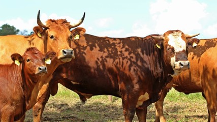 Bulle, Kuh und Kalb auf der Weide