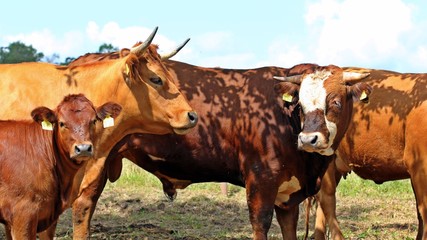 Bulle, Kuh und Kalb auf der Weide