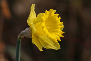 Daffodil