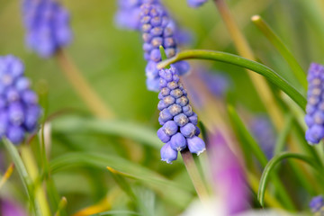 Grape Hyacinth