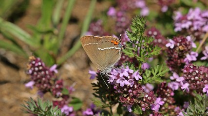 Kreuzdorn-Zipfelfalter (Satyrium spini) auf Thymian (Thymus pulegioides)