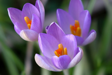 Spring Crocus