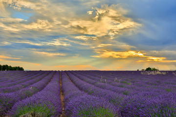 lavender field in provence france