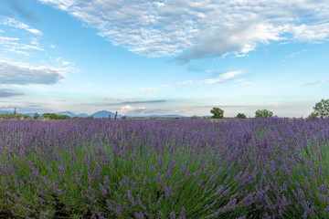 Fototapeta na wymiar lavender field and blue sky