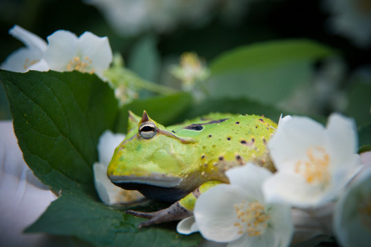 The Surinam horned frog with philadelphus flower bush