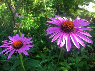 Obraz premium Coneflowers in garden