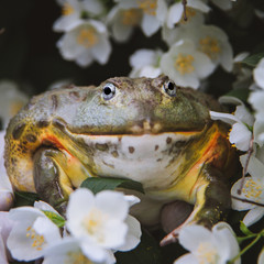 The African bullfrog, adult male with philadelphus flower bush