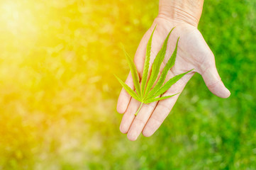 Medical marijuana. Legalize cannabis as a medical product. A leaf of marijuana in the hand.