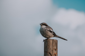 Fotografía ave Alcaidón canario posado en poste de madera 