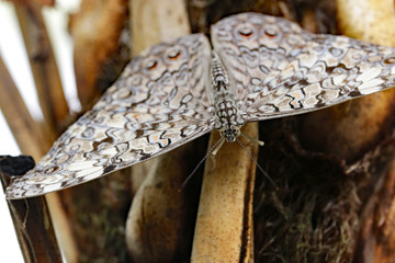 Close up Schmetterlinge Butterfly tropisch