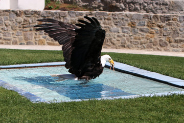 The bald eagle is a large bird of prey from the family of Accipitridae. 