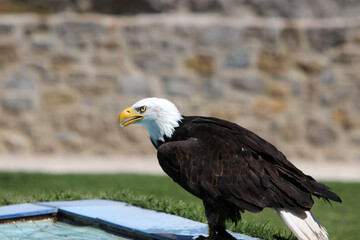 The bald eagle is a large bird of prey from the family of Accipitridae. 