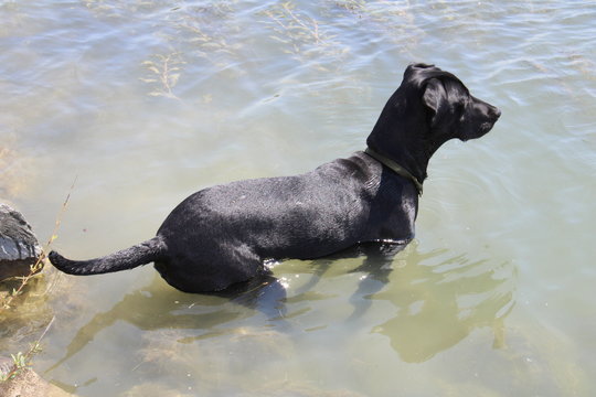 perro en el agua