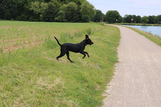 perro labrador