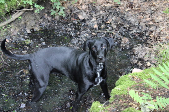perro labrador