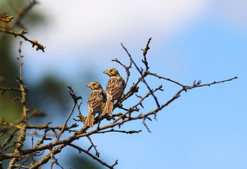 A pair of chicks sitting on the branches, turning their heads in one direction ...
