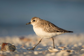 A Black-bellied Plover walking on the beach with shells with a smooth blue background in early morning sunlight.