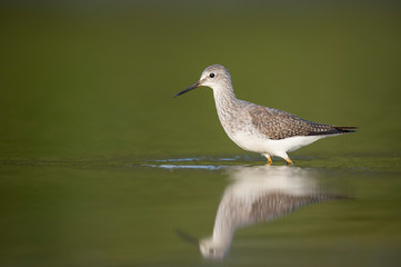 A Lesser Yellowlegs portrait standing in shallow water with a reflection and smooth green background.