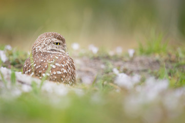 A Florida Burrowing Owl stands in its burrow looking to the side with a smooth green background in soft light.
