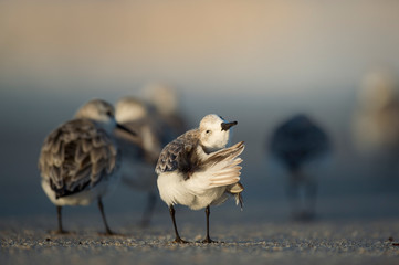 A Sanderling preens its feathers on the sandy beach in the evening sun with other Sanderlings in the background.