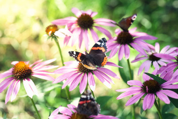 beautiful butterfly on a flower. Vanessa atalanta