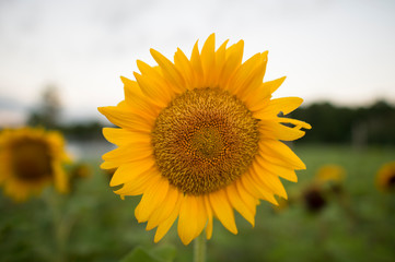 A bright yellow sunflower with out of focus sunflowers in the background in soft overcast light.