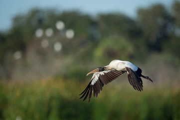 A juvenile Wood Stork flies in front of green grasses and trees in the bright sunlight.