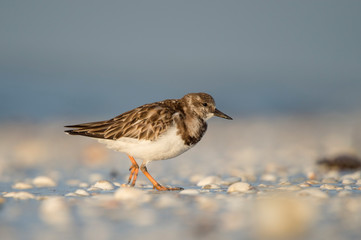 A Ruddy Turnstone runs on a sandy beach wtih shells with a smooth blue background in golden sunlight.